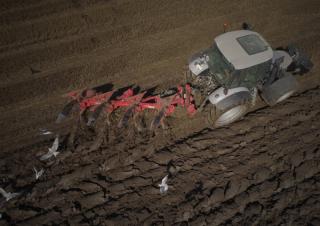 Aratri Maschio Unico L 4E