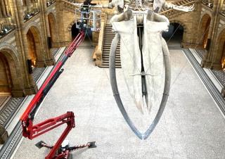 Piattaforme aeree articolate Piattaforme aeree articolate cingolate Hinowa Lightlift 17.75 Performance IIIS MK3