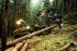 Macchine forestali Harvester forestali Ponsse Ergo