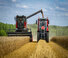 Mietitrebbie Massey Ferguson Activa 7343