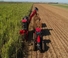 Mietitrebbie Case IH Austoft 9900