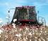 Mietitrebbie Case IH Module Express 635