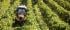 Trattrici agricole - trazione a 4 ruote SAME Frutteto³ S 80 DT