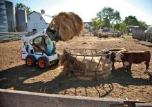 Minipale Bobcat S590