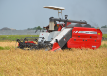 Mietitrebbie Massey Ferguson MF 2168