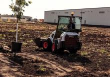 Pale gommate Bobcat L28